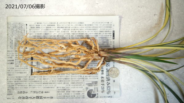 【寒蘭】家宝 寒蘭専門店 東洋蘭センター / 緑宝（りょくほう）縞・桃花一文字 高知