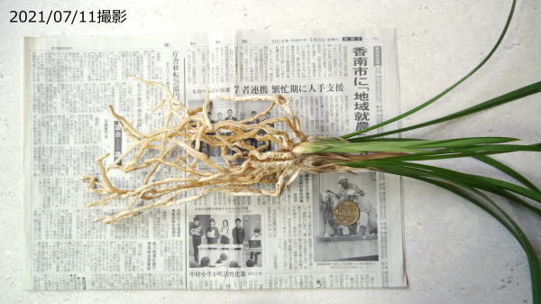 寒蘭-015 442-5H4 8番更紗無点×御国の華 苗 交配種 未開花株 寒蘭-015