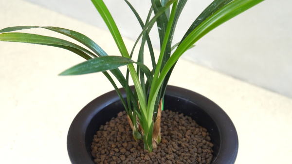 寒蘭 素心 川登