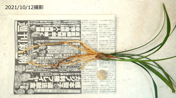 寒蘭 京の夢