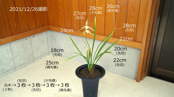 寒蘭 静素