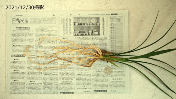 寒蘭 南雪