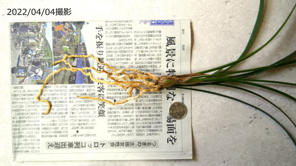 寒蘭 青花大輪 山水