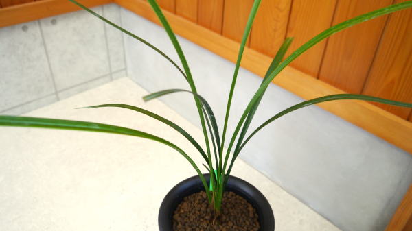青銅製花　　sakanai 青銅製花　　sakanai
