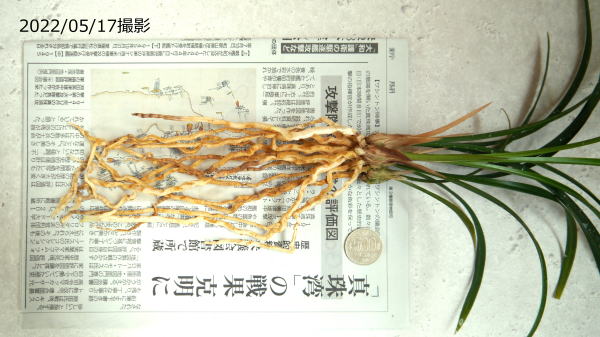寒蘭 赤花 御神錦