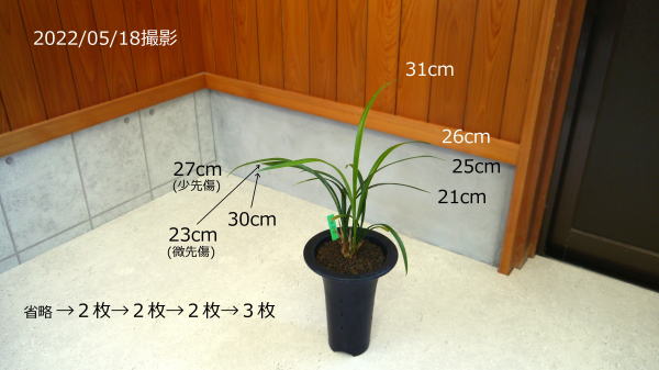 寒蘭 赤花 御神錦
