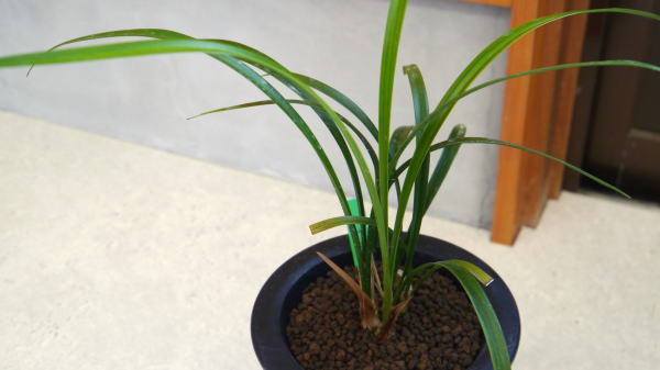 寒蘭 赤花 御神錦