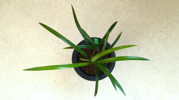 寒蘭 赤花 御神錦