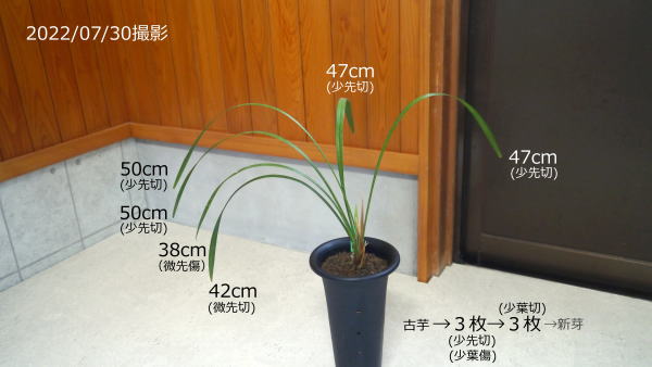 寒蘭 皇徳 更紗大輪