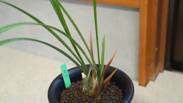 寒蘭 皇徳 更紗大輪