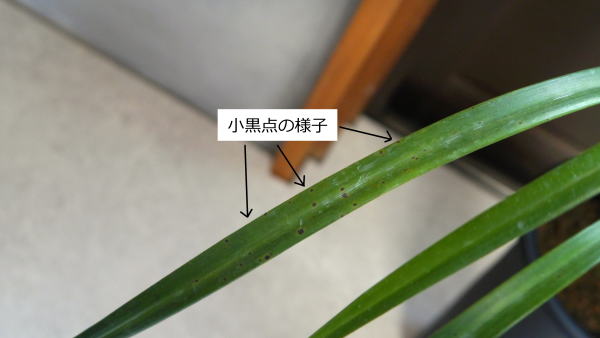 寒蘭 皇徳 更紗大輪