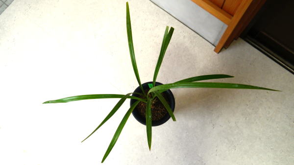 寒蘭 寒蘭 弁財天 青花大輪