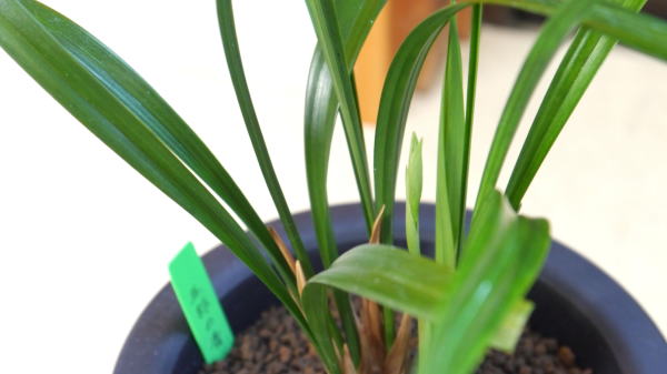 寒蘭 五郎の青 未登録青花