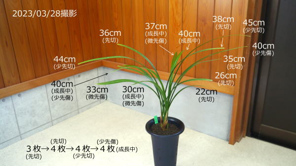 寒蘭-003　421-4H　薄桃花（大輪更紗無点×西雄）×華神　苗　交配種 寒蘭-003 421-4H 薄桃花（大輪更紗無点×西雄）×華神