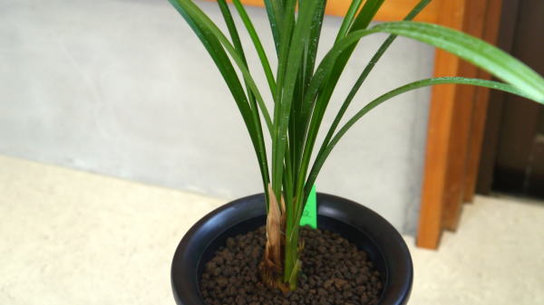 寒蘭 大政 更紗極大輪