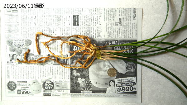 寒蘭 八京の赤 未登録