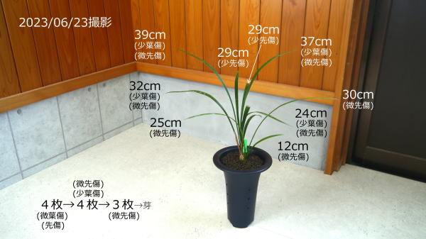 土佐寒蘭 | 土佐愛蘭会 |本 | 通販 | Amazon