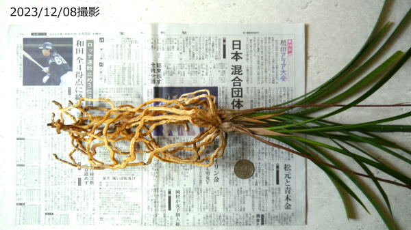 寒蘭 桃里 土佐寒蘭