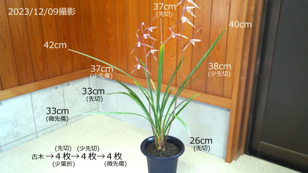 寒蘭 桃里 土佐寒蘭