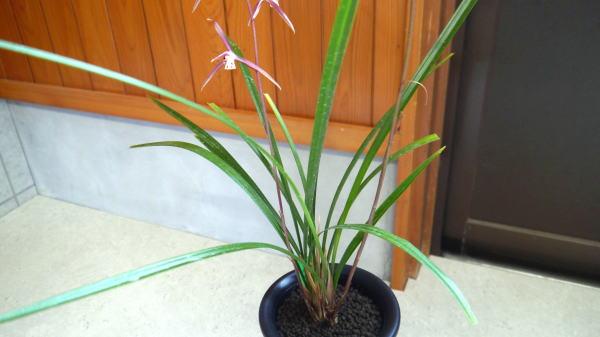 激安大特価，新作登場 土佐寒蘭・日光・（桃花）・（3条立ち超特大株）