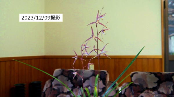 寒蘭 桃里 土佐寒蘭