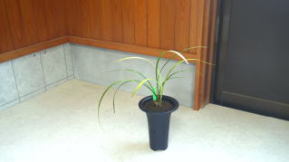 F-１９４★土佐寒蘭：高知産　（山取り・未開花苗） 激レア当時もの タカラ ミクロマン カメラロボ ストロボ合体 ミ