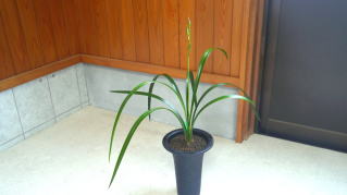 土佐寒蘭・元翠・（青花・一文字大輪）・（３条立ち）