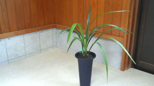 寒蘭 商品紹介2