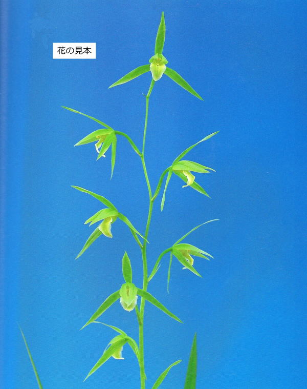 竜雪 寒蘭 No:5657竜雪 - 寒蘭⁄山野草販売東美園 ☆◎中国春蘭 ◇『上